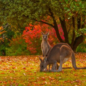 Lãng mạn của mùa thu nước Úc