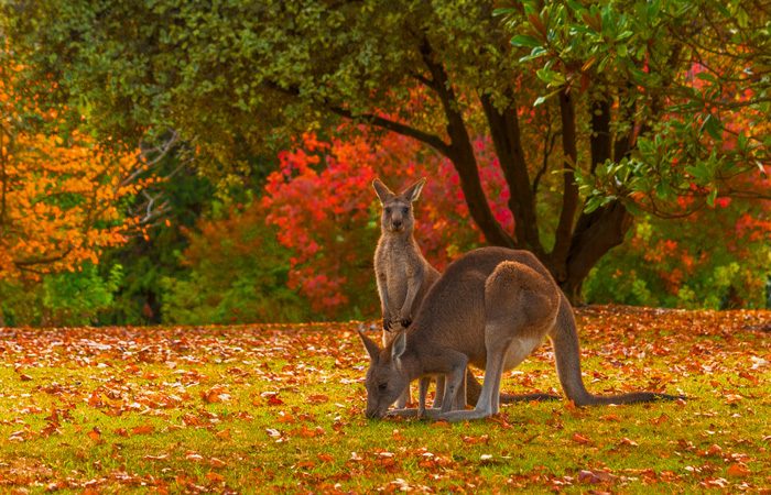 Lãng mạn của mùa thu nước Úc
