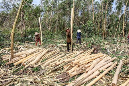 Nông dân nao nức vì giá gỗ rừng trồng vượt trội