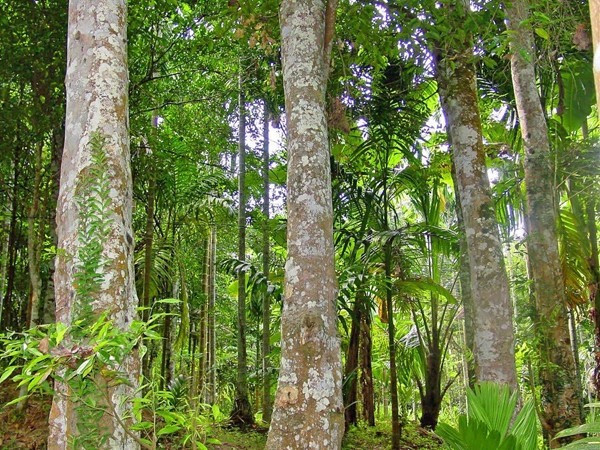 Tổng hợp 10 loại cây lấy gỗ quý có giá trị kinh tế lớn tại Việt Nam