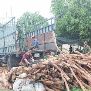 Bạn biết gì về gỗ tràm cùng với một số ứng dụng của nó trong nội thất