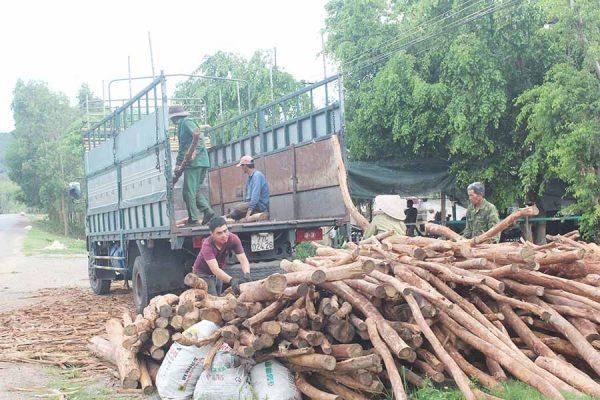 Bạn biết gì về gỗ tràm cùng với một số ứng dụng của nó trong nội thất